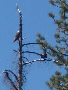Zoomed to the max - bald eagles