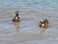 Who knew mallards liked corn chips?